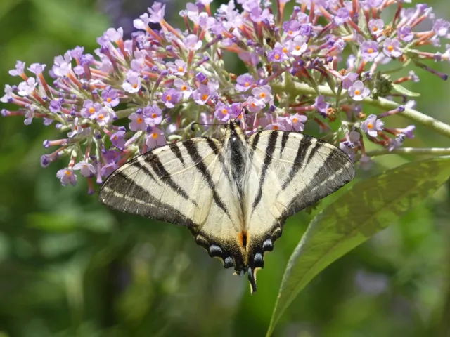 Iphiclides podalirius - kardoslepke