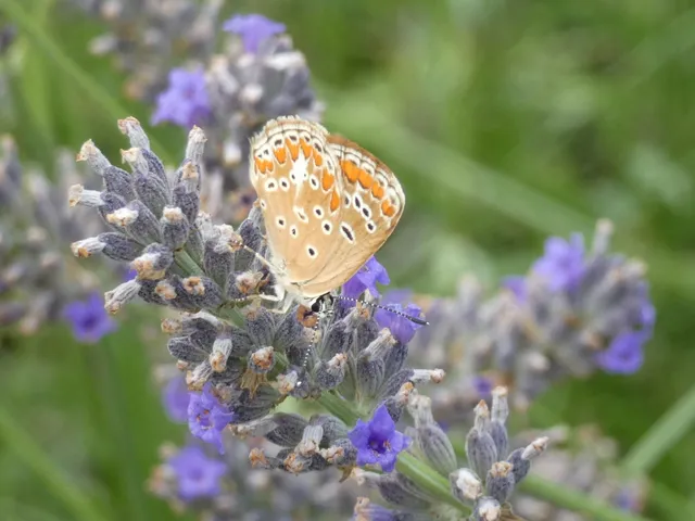 Aricia agestis - szerecsenboglárka