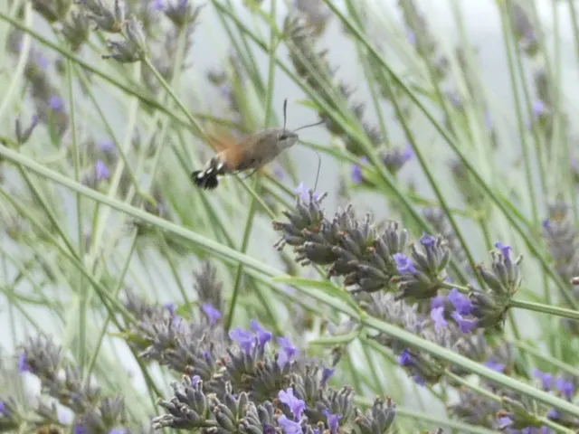 Macroglossum stellatarum - kacsafarkú szender