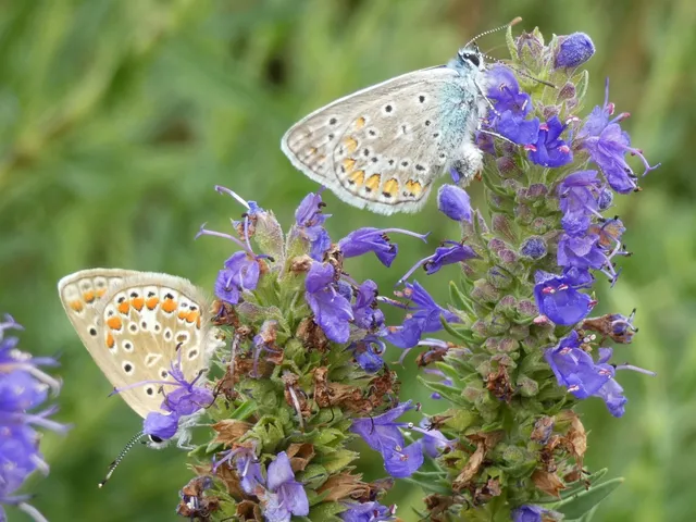 Polyommatus icarus - közönséges boglárka