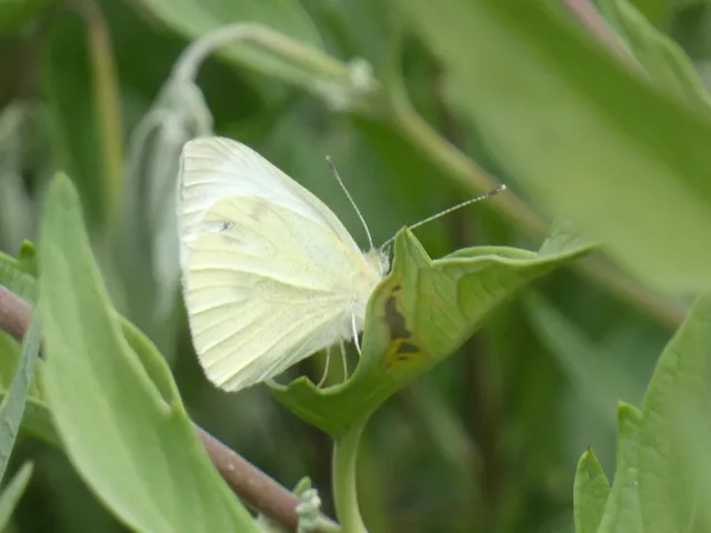 Pieris rapae - répalepke