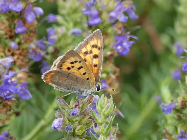 Lycaena phlaeas - közönséges tűzlepke