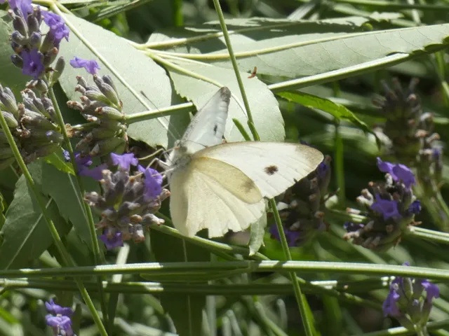 Pieris rapae - répalepke