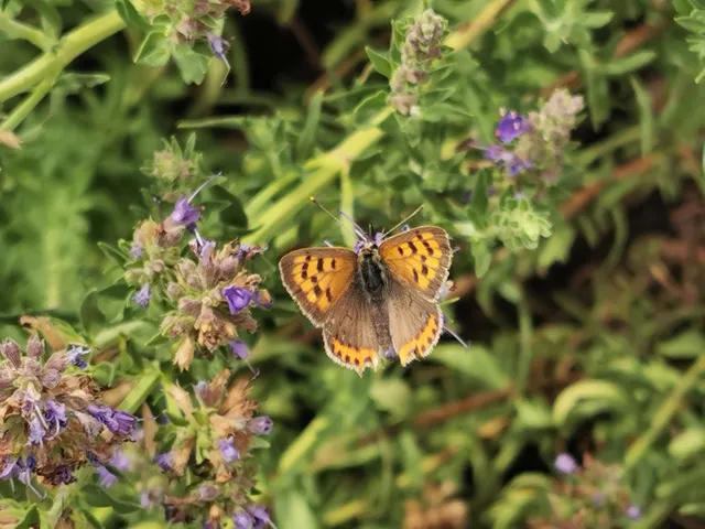 Lycaena phlaeas - közönséges tűzlepke