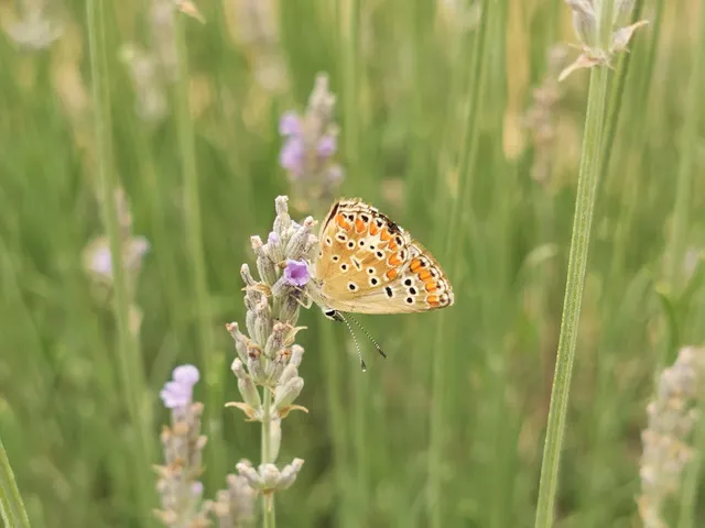 Aricia agestis - szerecsenboglárka