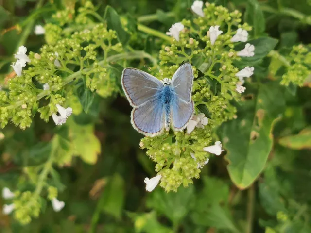 Polyommatus icarus - közönséges boglárka