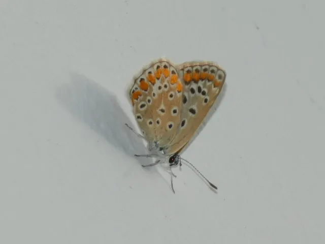 Polyommatus icarus - közönséges boglárka