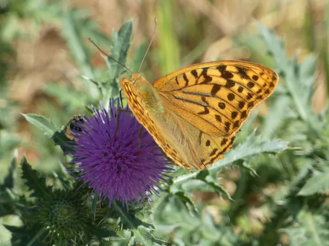 Argynnis pandora - zöldes gyöngyházlepke
