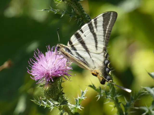 Iphiclides podalirius - kardoslepke