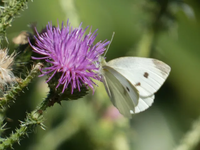 Pieris rapae - répalepke