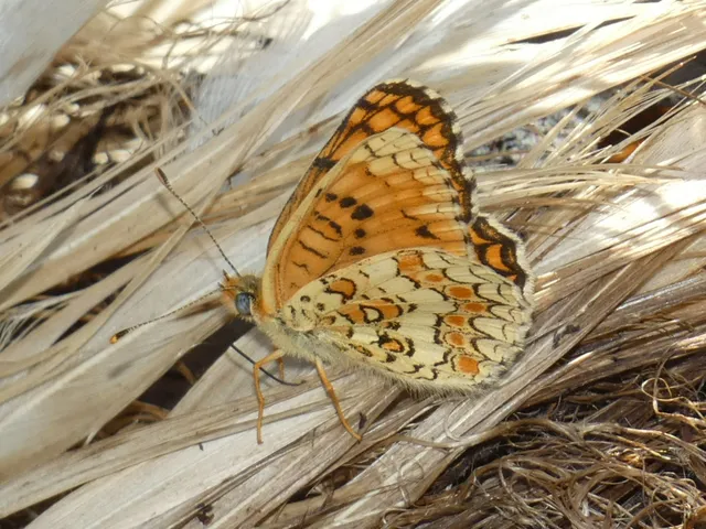Melitaea phoebe - nagy tarkalepke