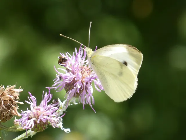Pieris rapae - répalepke
