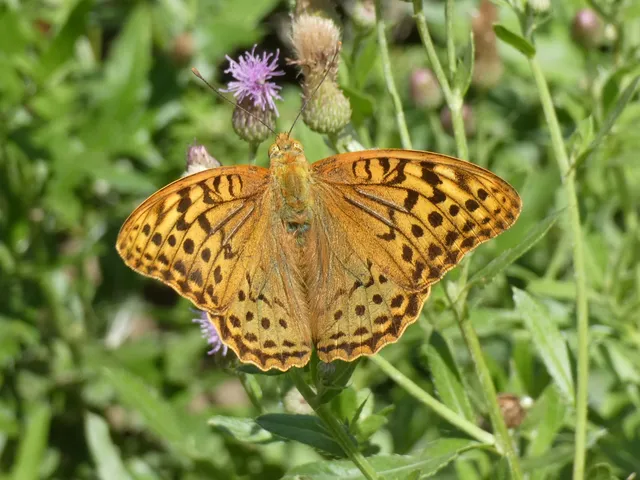 Argynnis pandora - zöldes gyöngyházlepke