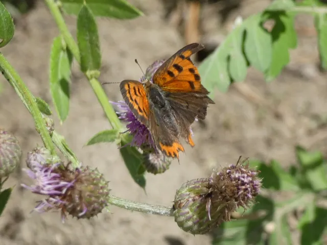 Lycaena phlaeas - közönséges tűzlepke