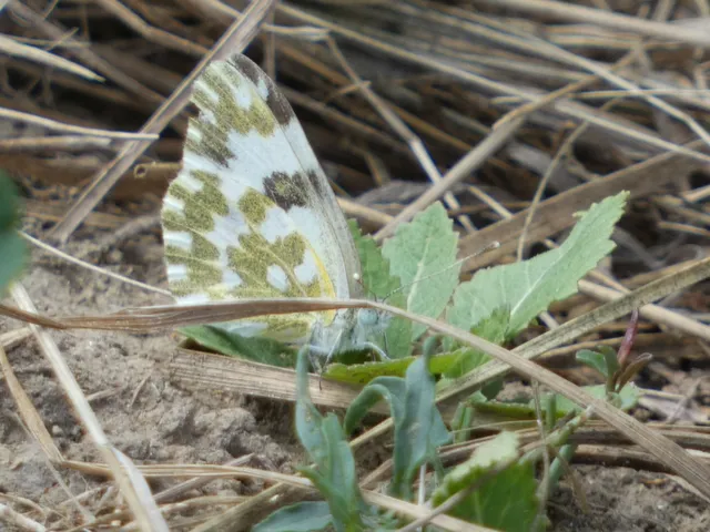Pontia edusa - rezedalepke