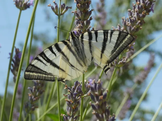 Iphiclides podalirius - kardoslepke