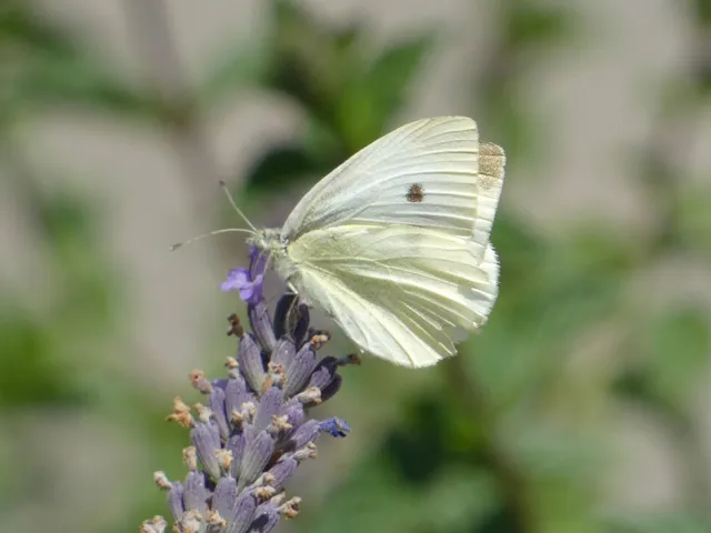 Pieris rapae - répalepke
