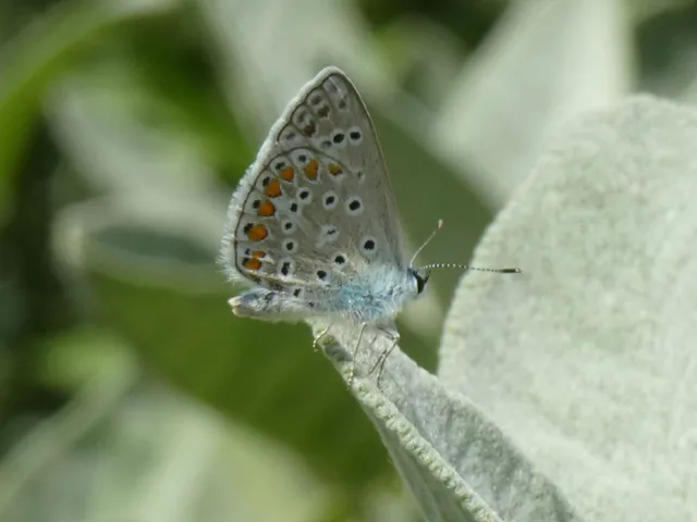 Polyommatus icarus - közönséges boglárka