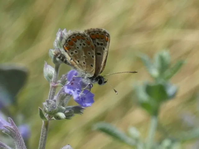 Aricia agestis - szerecsenboglárka
