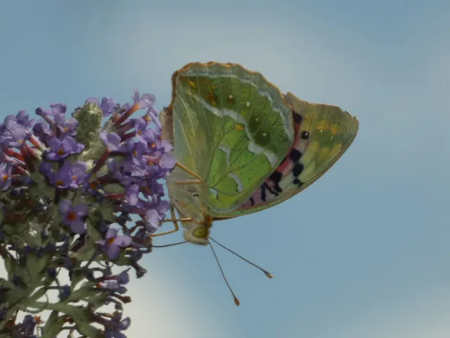 Argynnis pandora - zöldes gyöngyházlepke