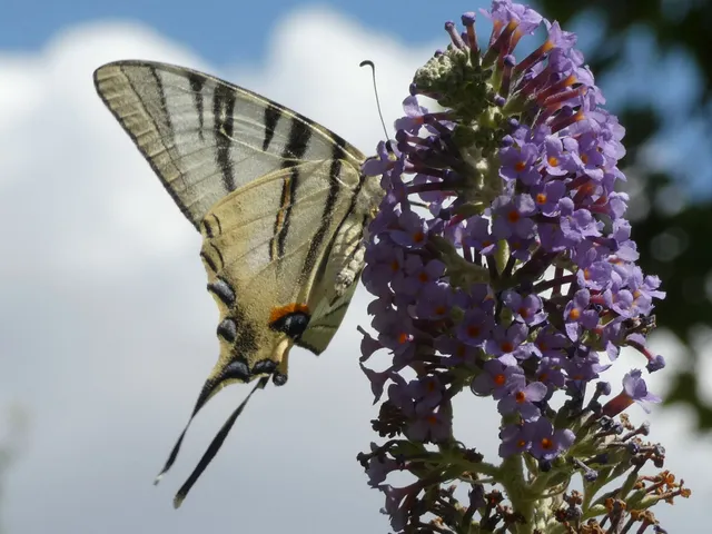 Iphiclides podalirius - kardoslepke