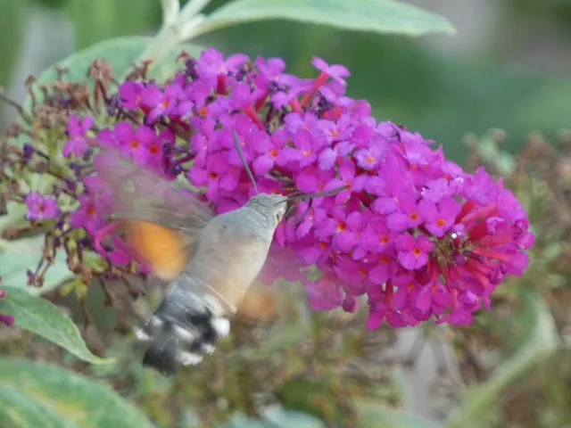 Macroglossum stellatarum - kacsafarkú szender
