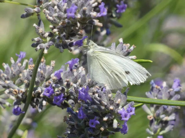 Pieris rapae - répalepke