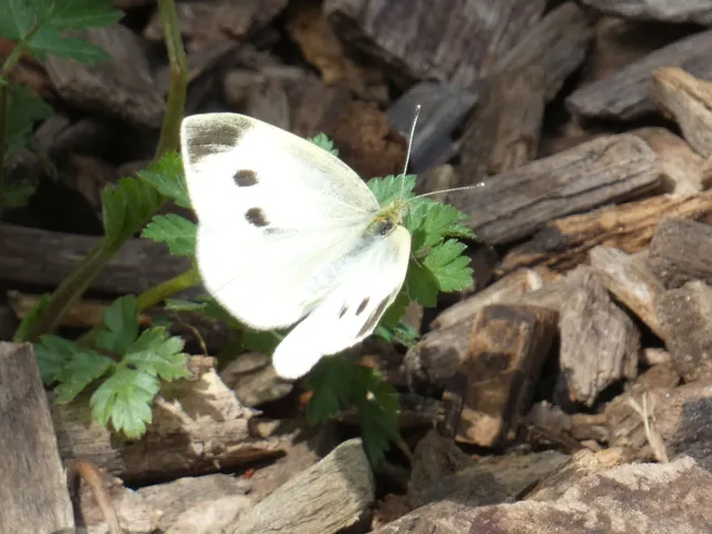 Pieris rapae - répalepke