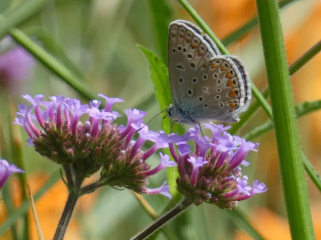 Polyommatus icarus - közönséges boglárka