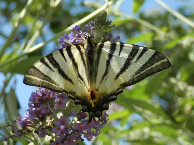 Iphiclides podalirius - kardoslepke