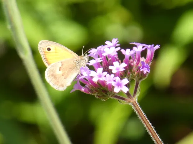 Coenonympha pamphilus - kis szénalepke