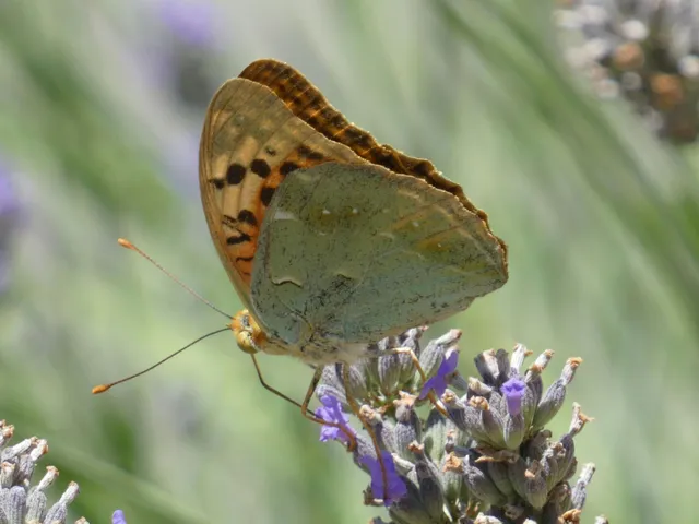 Argynnis pandora - zöldes gyöngyházlepke
