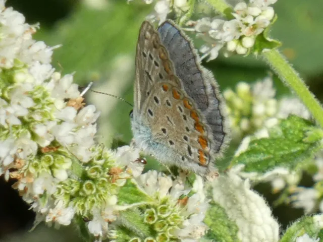 Polyommatus icarus - közönséges boglárka