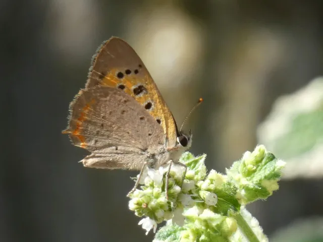 Lycaena phlaeas - közönséges tűzlepke