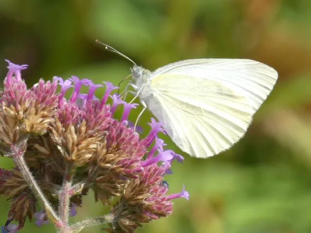 Pieris rapae - répalepke