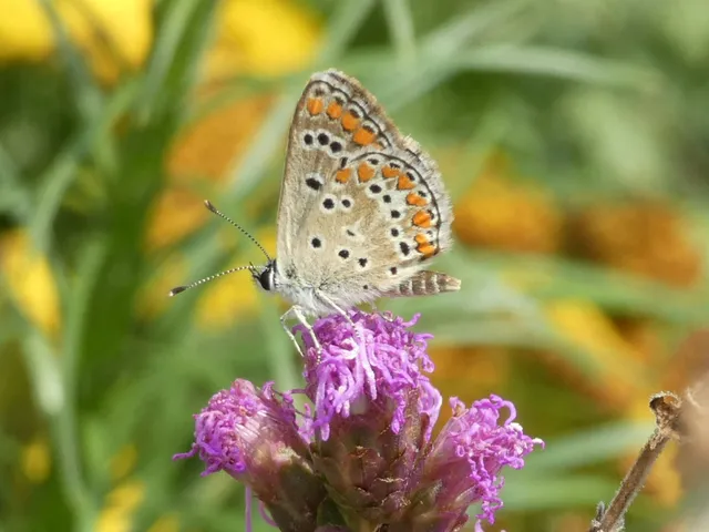 Aricia agestis - szerecsenboglárka