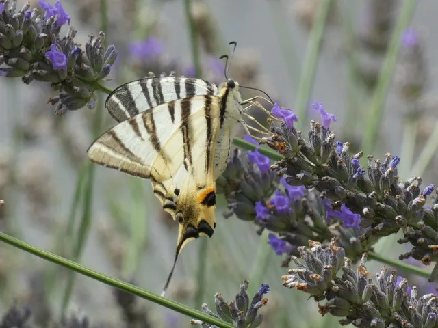 Iphiclides podalirius - kardoslepke