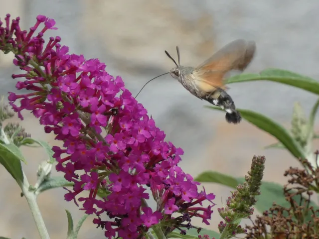 Macroglossum stellatarum - kacsafarkú szender