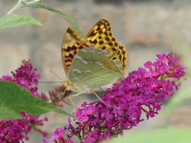 Argynnis pandora - zöldes gyöngyházlepke