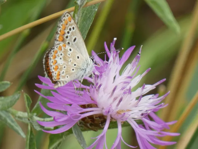 Aricia agestis - szerecsenboglárka