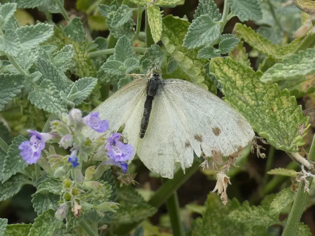 Pieris rapae - répalepke