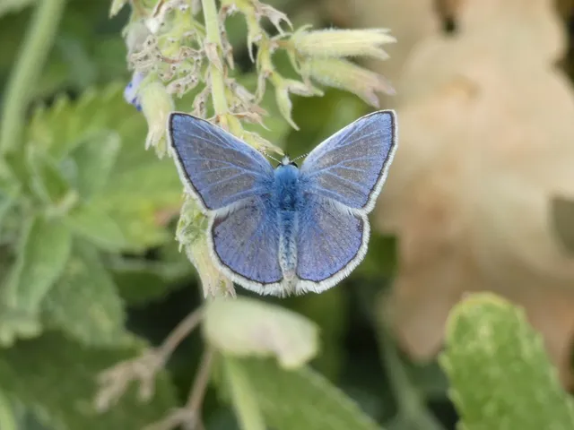 Polyommatus icarus - közönséges boglárka
