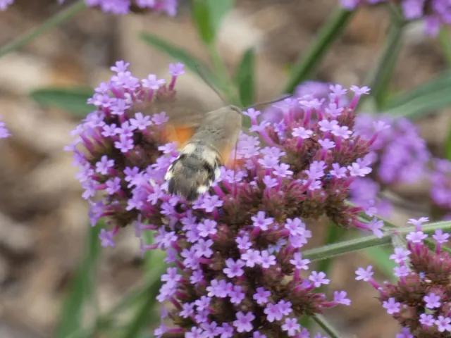 Macroglossum stellatarum - kacsafarkú szender