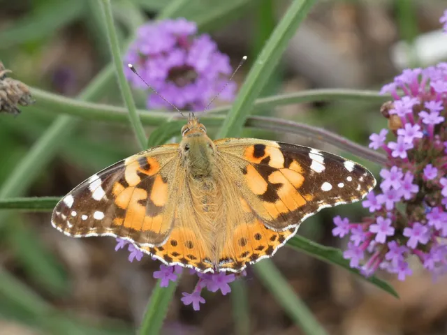 Vanessa cardui - bogáncslepke