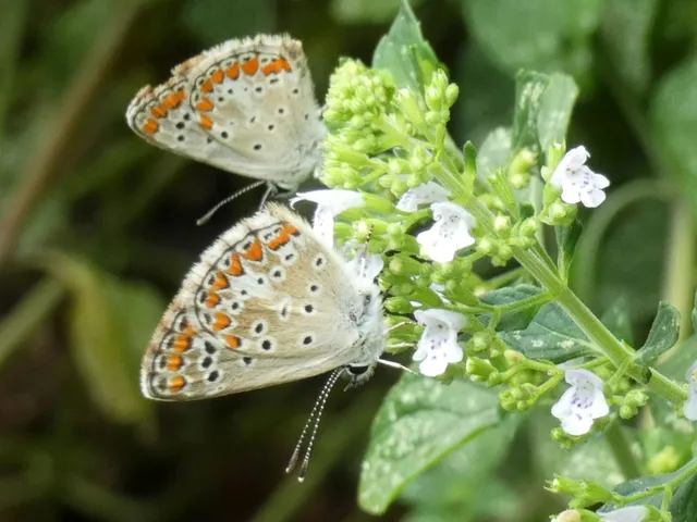Aricia agestis - szerecsenboglárka