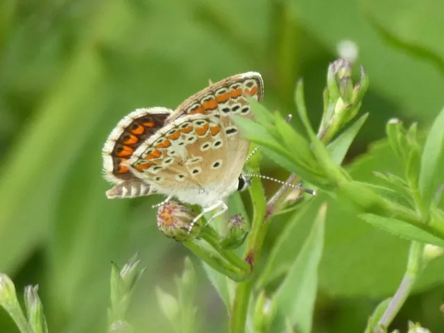 Aricia agestis - szerecsenboglárka
