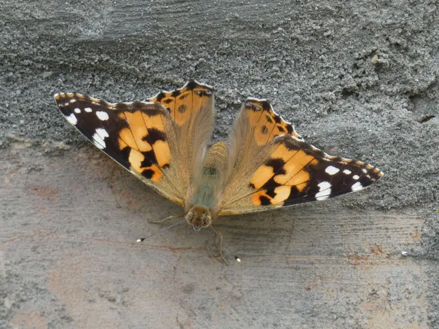 Vanessa cardui - bogáncslepke