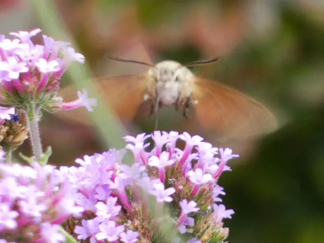 Macroglossum stellatarum - kacsafarkú szender