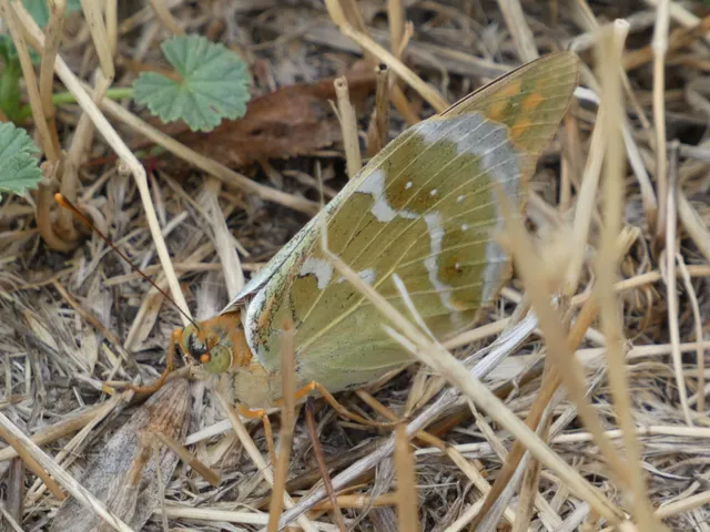 Argynnis pandora - zöldes gyöngyházlepke