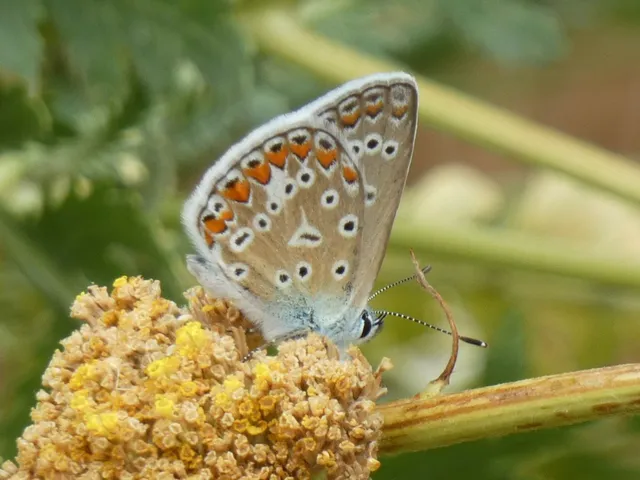 Polyommatus icarus - közönséges boglárka